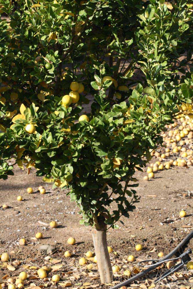            Habit (Thornless Mexican lime, Riverside, CA)   
